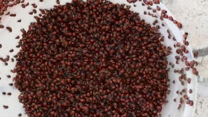 Migliaia di coccinelle invadono un monte in Molise: e’ il “risveglio rosso”