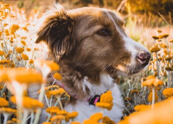 Il cane o gatto ha le pulci? Niente paura, ecco le cose importanti da sapere