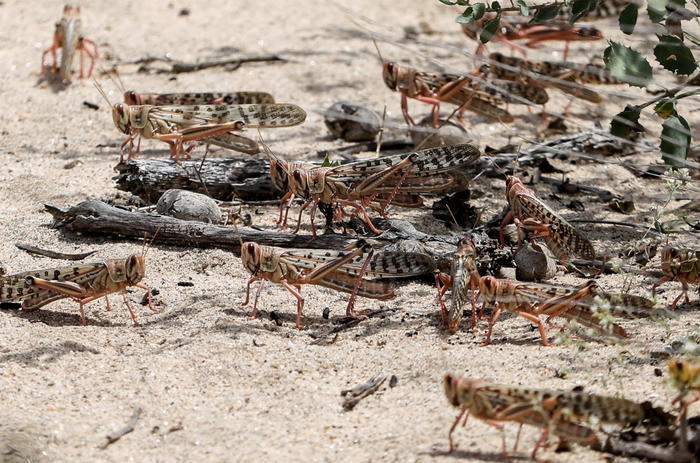 Somalia: Save the Children; sciami locuste, allarme carestia