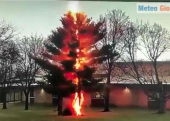 Straordinario fulmine fa esplodere albero