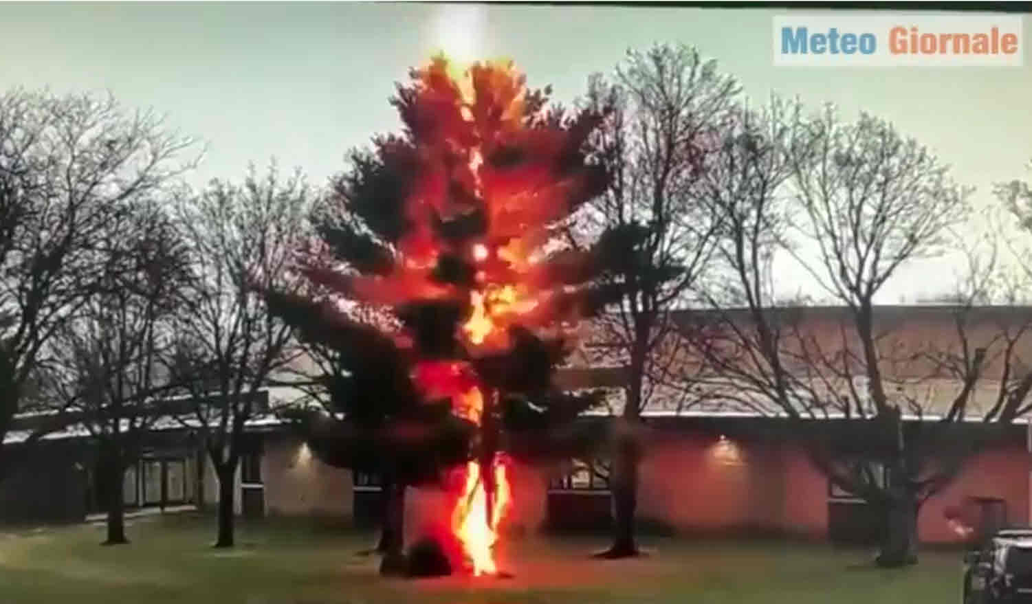 Straordinario fulmine fa esplodere albero