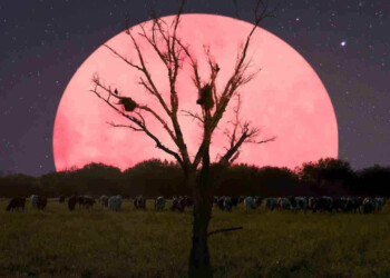 SUPERLUNA ROSA in arrivo, uno spettacolo da non perdere