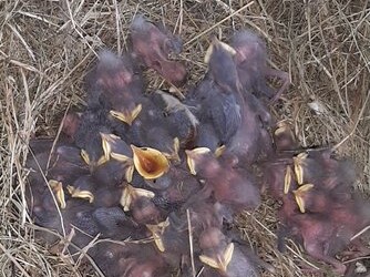 LE GUARDIE ZOOFILE DELL’OIPA DI VERONA SALVANO TRENTA PICCOLI UCCELLI STRAPPATI DAI LORO NIDI