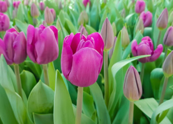 VIAGGIO A FIRENZE TRA TULIPANI E ROSE
