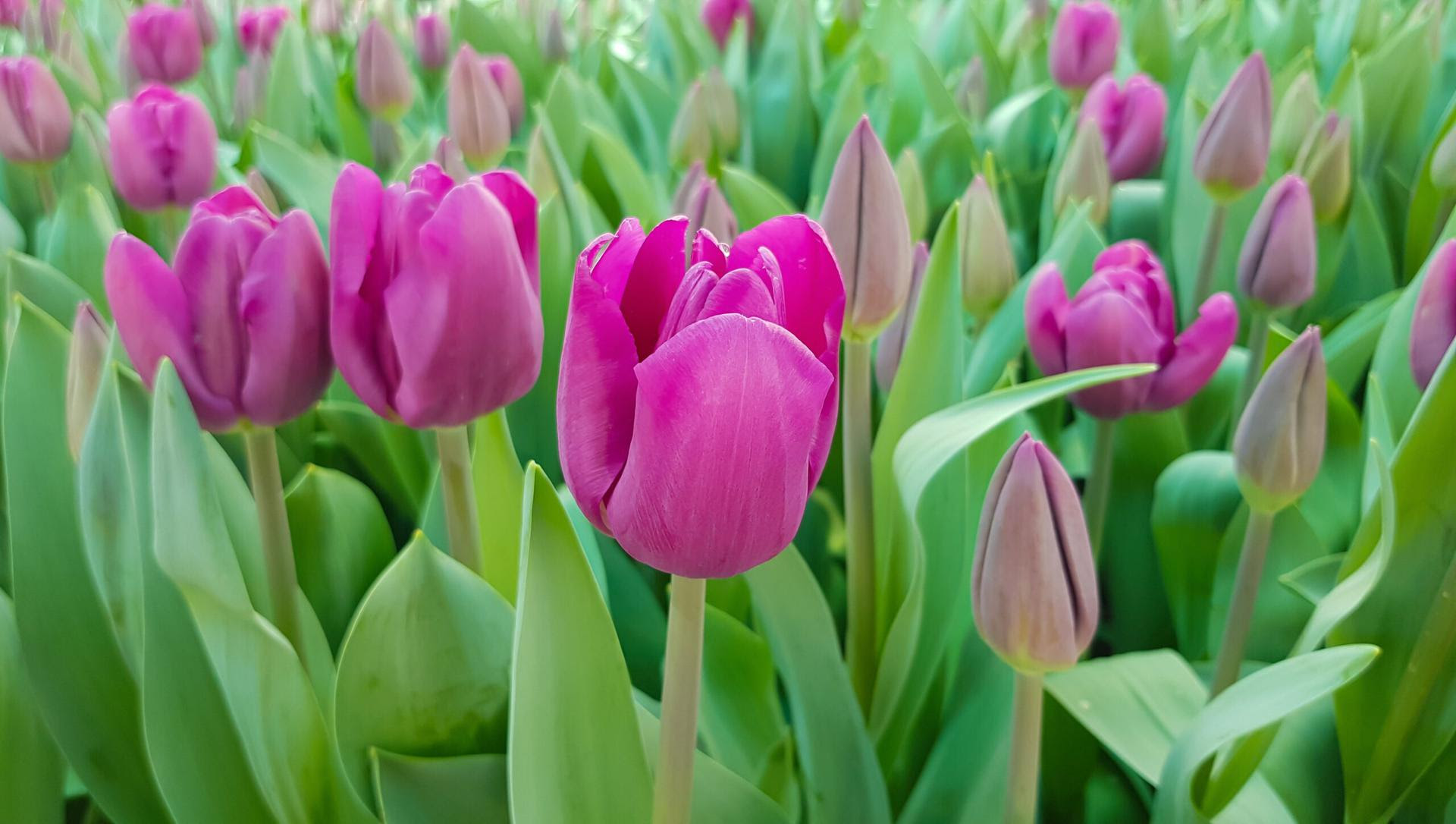 VIAGGIO A FIRENZE TRA TULIPANI E ROSE