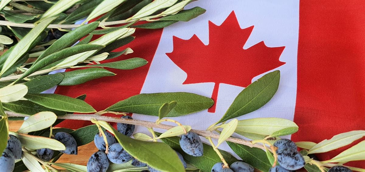 Canadian Awards 2021: è canadese il premio più ambito dai produttori mondiali di olio d’oliva