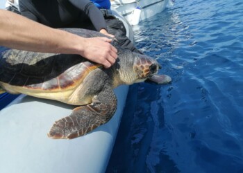 Regno di Nettuno, liberate due Caretta caretta: la tartaruga Liliana presto deporrà le uova