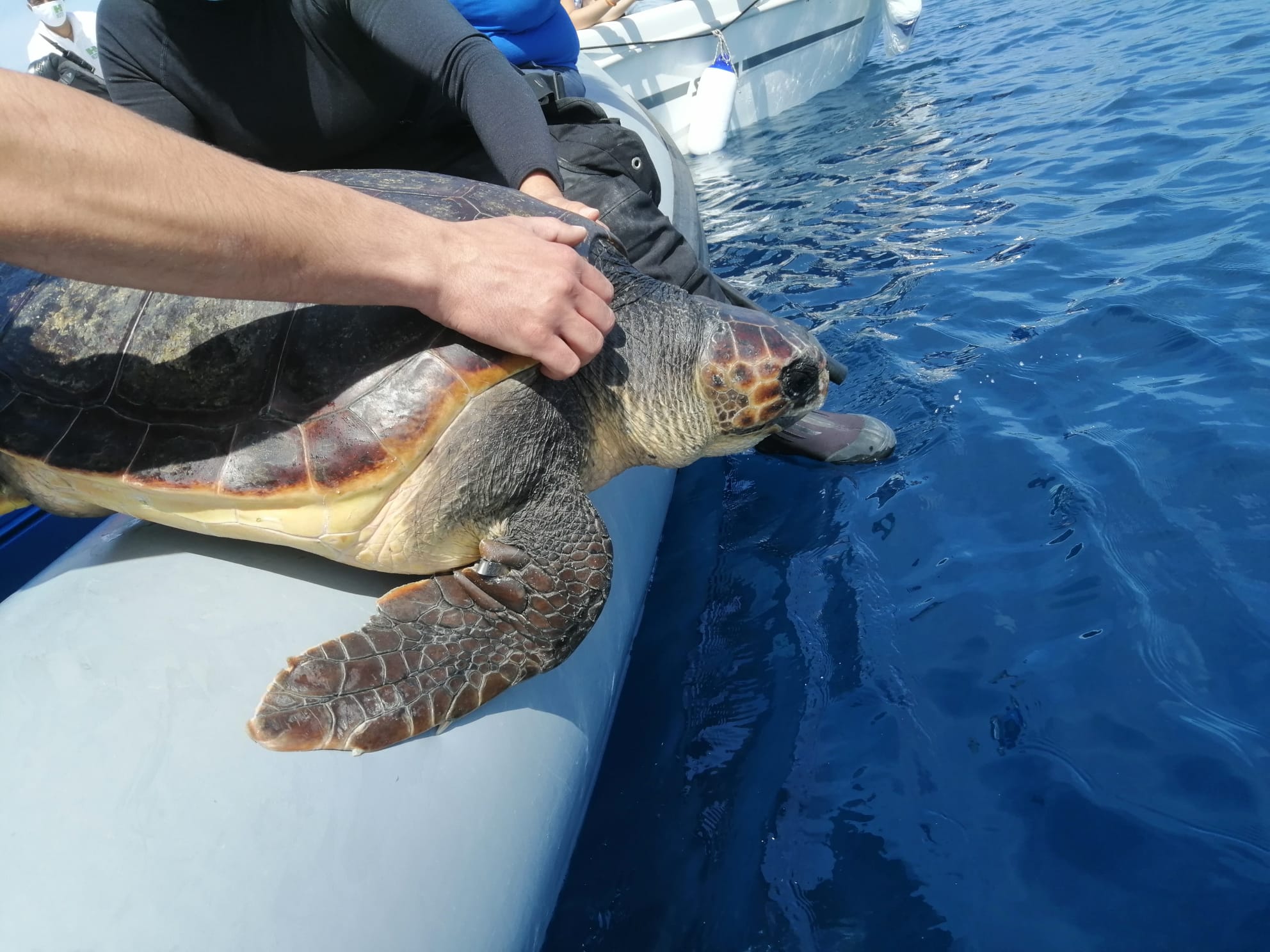Regno di Nettuno, liberate due Caretta caretta: la tartaruga Liliana presto deporrà le uova
