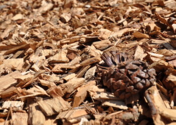 Settimana verde dell’UE: il contributo delle biomasse solide alla gestione sostenibile delle risorse