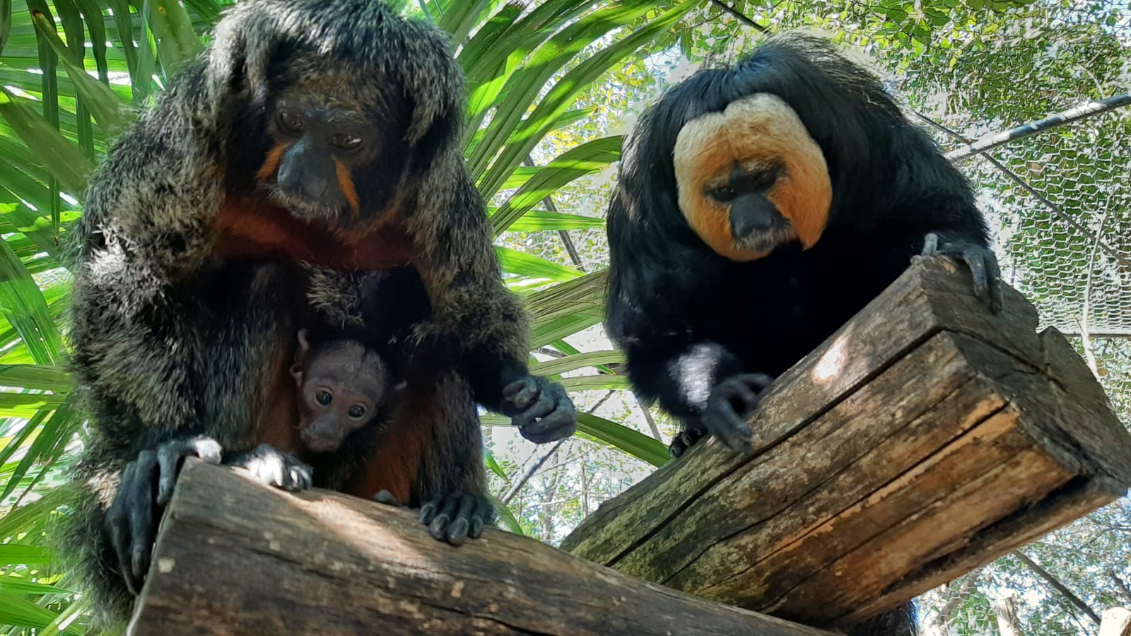 RIAPRE IL PARCO ZOO FALCONARA: FESTA PER LA NASCITA DI UN CUCCIOLO DI SAKI E NUOVI ARRIVI