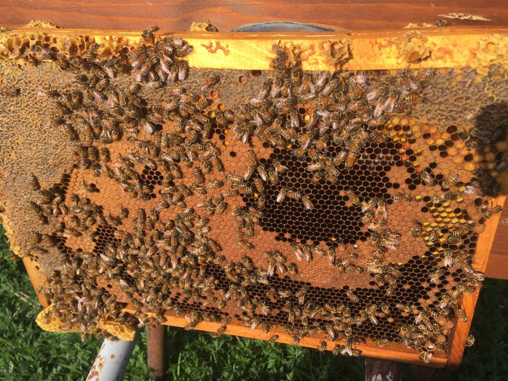 GREENPEACE: IN LOMBARDIA 10 MILIONI DI API NON TORNANO ALL’ALVEARE, UNA STRAGE SILENZIOSA