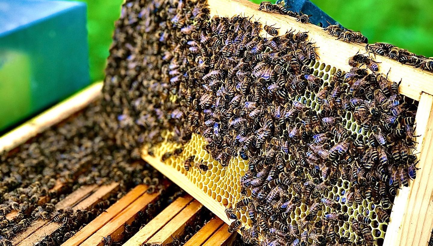 APICOLTORI STREMATI, LA PROTESTA IN TUTTA L’ISOLA.