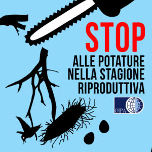 A ROMA POTATURE E ABBATTIMENTI IN PIENA STAGIONE DI NIDIFICAZIONE. L’OIPA AL CAMPIDOGLIO: «RISPETTATE LA BIODIVERSITÀ E I REGOLAMENTI COMUNALI»