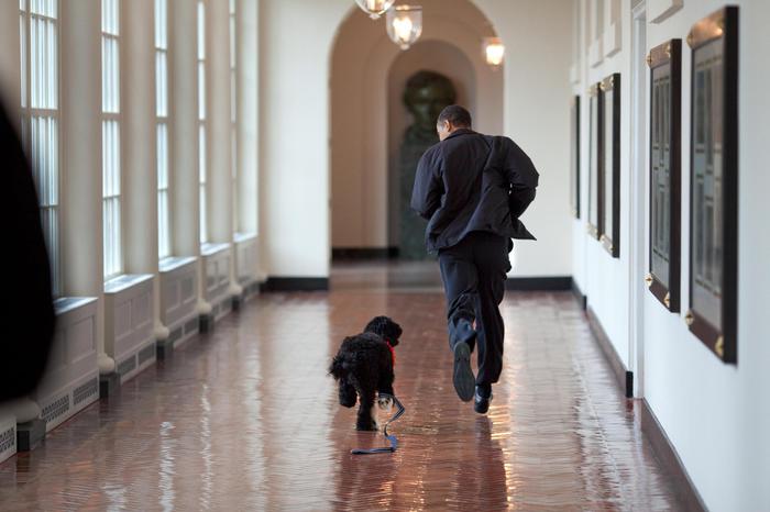 Obama annuncia morte cane Bo, ‘vero amico e compagno fedele’