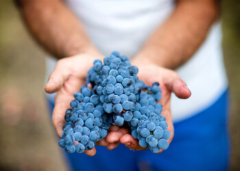 L’AGLIANICO TORNA ALLE SUE ORIGINI: NASCE IL VCR 421 ANTONIO MASTROBERARDINO