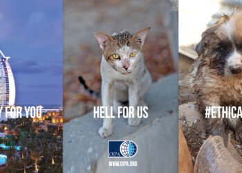 #ETHICTRAVEL. SUI BUS DI LONDRA LA CAMPAGNA DI OIPA INTERNATIONAL