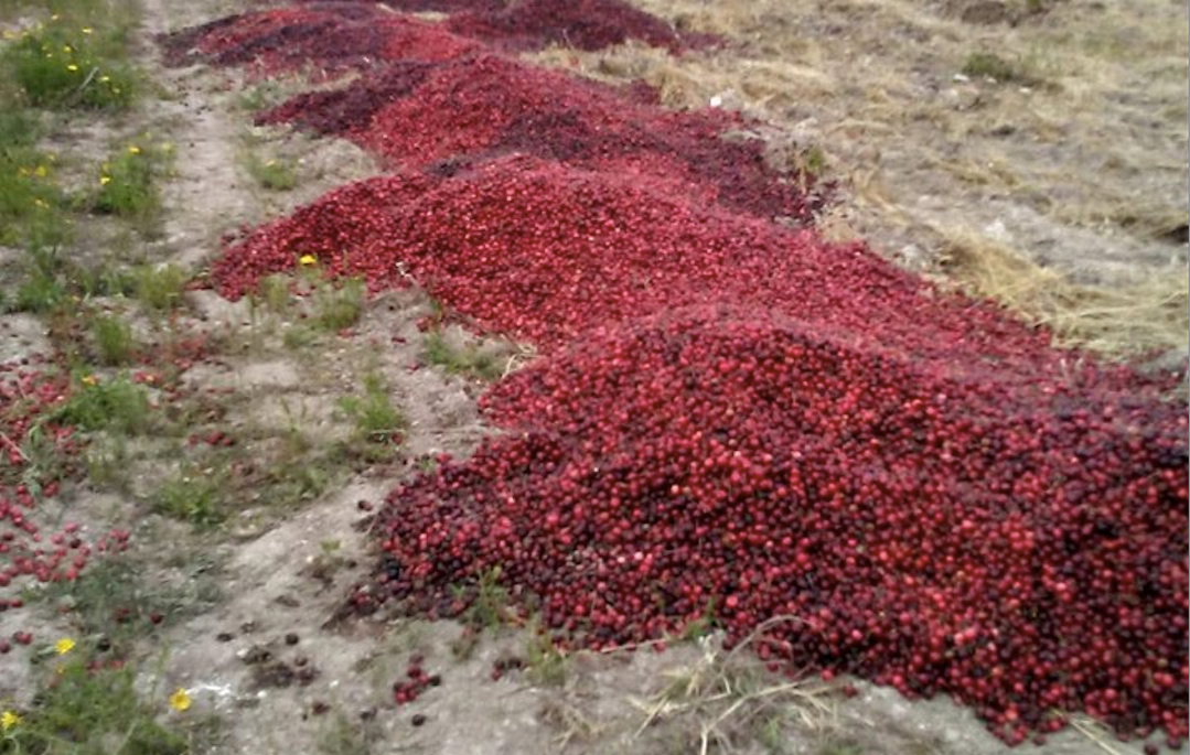 Cia Puglia: “La guerra delle ciliegie si vince solo unendosi”