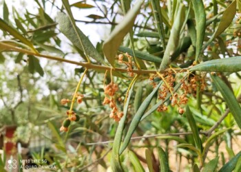 Clima torrido e persistente siccità provocano gravi danni all’agricoltura pugliese