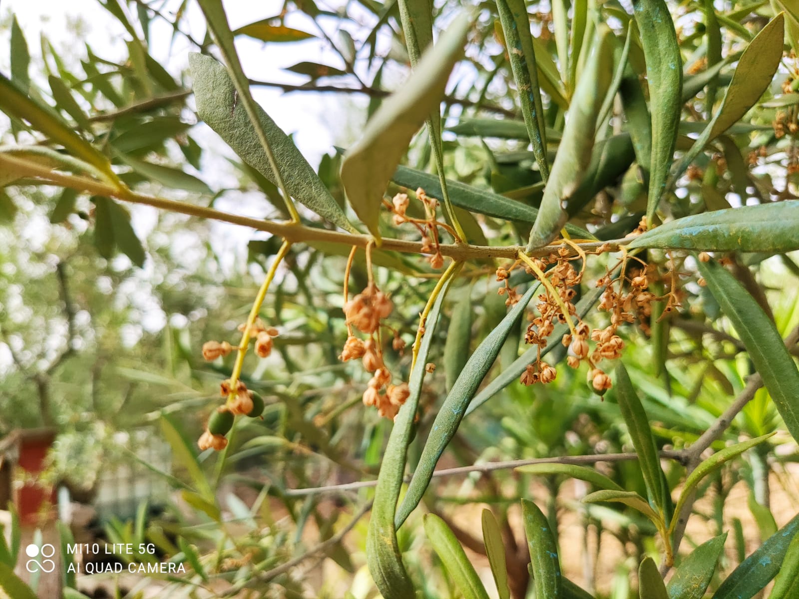 Clima torrido e persistente siccità provocano gravi danni all’agricoltura pugliese