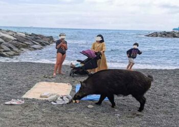 Cinghiale in mezzo ai bagnanti. Le incredibili immagini dal mare in Liguria
