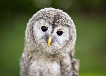 Dove comprare azioni Wise: operatore fintech mira a una quotazione diretta