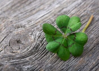 Dovrei comprare azioni Clover Health oggi? Bisogna approfittare secondo i Redditor