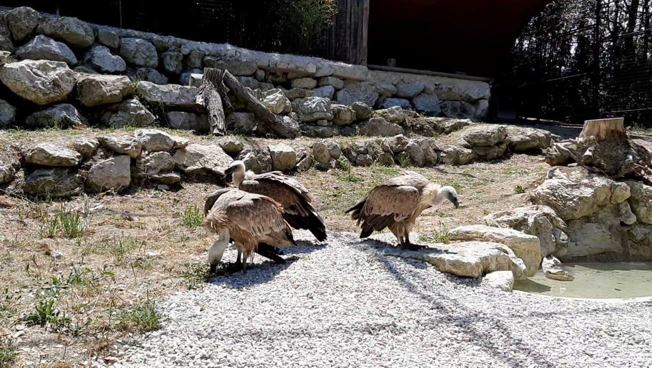 PARCO ZOO FALCONARA: VIAGGIO NELLA VOLIERA DEI GRIFONI