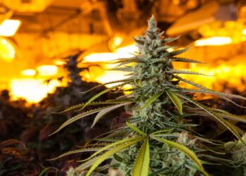 I posti migliori per comprare azioni Tilray: l’ultimo titolo-meme