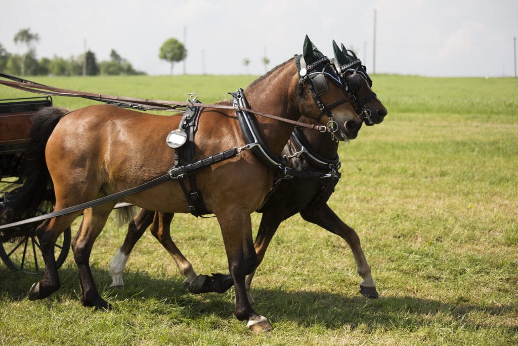 Lascia stare AMC, Workhorse Group è il titolo più shortato di oggi: ecco dove comprare le azioni