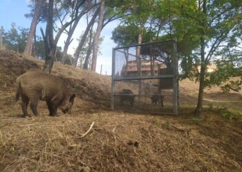 CINGHIALI IN CAMPAGNA ELETTORALE. OIPA: «ROMA NON È IL FAR WEST. LA MAGGIORANZA DEGLI ELETTORI NON VUOLE SANGUE E MORTE. LA RISPOSTA ANCHE A COLDIRETTI»