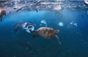 Giornata degli oceani, le proposte per la tutela del 'pianeta sconosciuto' di Ami