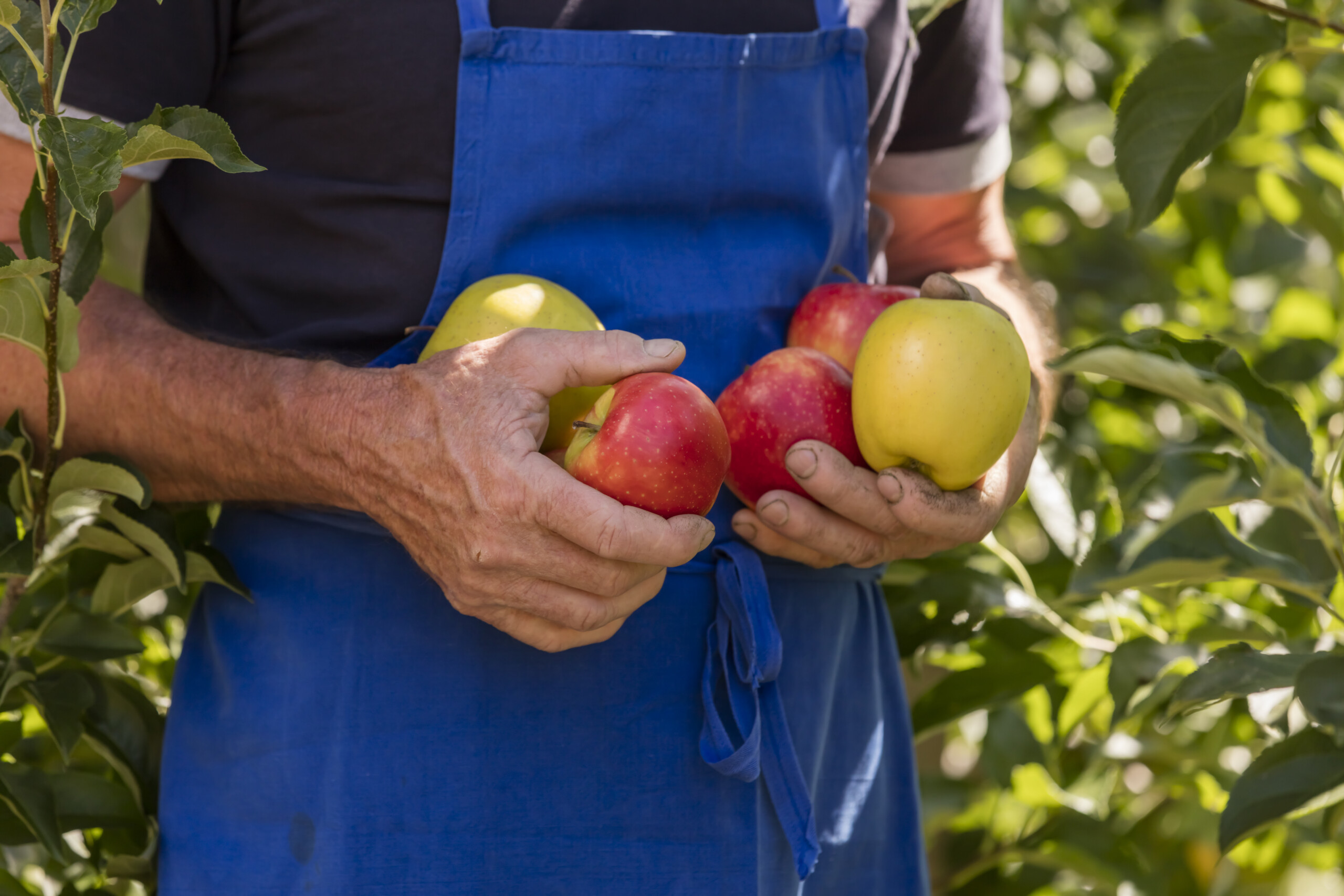 Il Gallo Rosso fa…le mele! Di legno, essiccate, spremute: di valore in ogni formato!