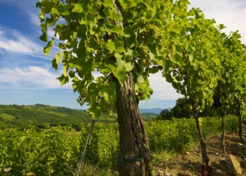 VINO, CONFAGRICOLTURA FVG: BENE LE PROPOSTE DEL COMITATO FRANCIA-SPAGNA-ITALIA