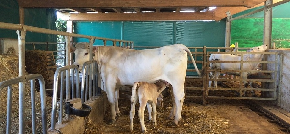 Coldiretti Marche festeggia la Giornata Mondiale del Latte