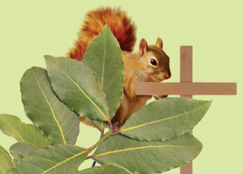 “Nei cinque sensi e nell’alloro”