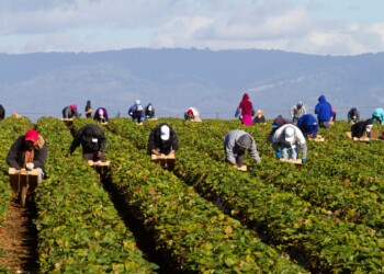 AGRO PONTINO, TERRA DI EMARGINAZIONE E SFRUTTAMENTO  DOKITA: «L’INTEGRAZIONE COMINCIA A SCUOLA»