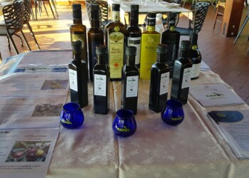 L’Olio Extravergine “Alta qualità”: l’Itrana delle Colline Pontine ospita la Bianchera Istriana