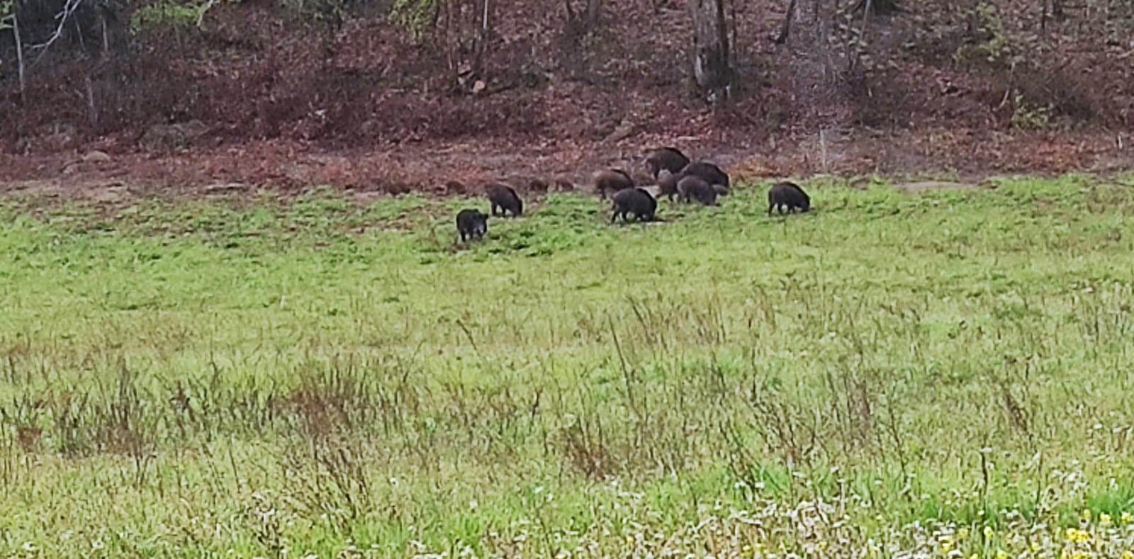 Coldiretti Marche, allarme cinghiali: “Gli agricoltori rinunciano a coltivare tanto va tutto distrutto”