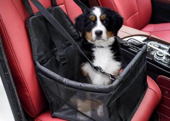 Cani e gatti in auto, le 10 regole per farli viaggiare