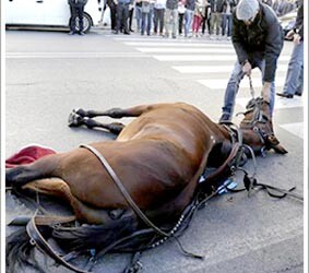 BOTTICELLE, IL CAMPIDOGLIO LE FERMA ANCORA. LA NUOVA ORDINANZA DELLA SINDACA FERMA TUTTI I CAVALLI DA TRAINO, NON SOLO QUELLI DELLE CARROZZELLE