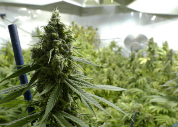 Le scorte di cannabis sono in calo nonostante i progressi incoraggianti di Washington