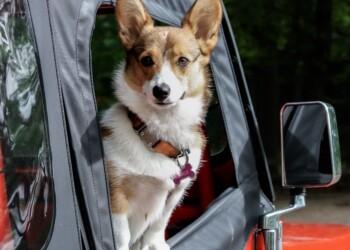 Viaggiare con i nostri amici a quattro zampe, cosa bisogna sapere?