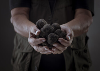 Tartufo tutto l’anno: il microhabitat del bosco riprodotto all’interno di una vetrina refrigerata