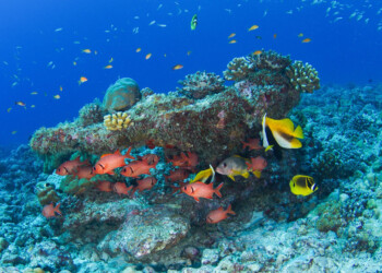 SEYCHELLES IL SOGNO DEI SUBACQUEI