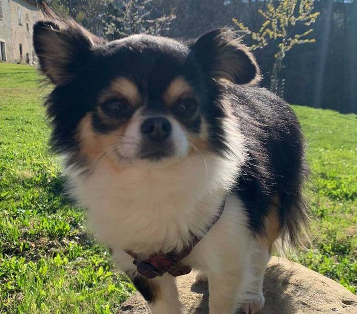 Cane Amon veglia 4 giorni padrona ferita, è Premio Fedeltà