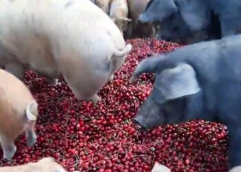 Cia Puglia, “pratiche sleali, è una svolta per gli agricoltori pugliesi”