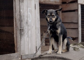 LA REGIONE LAZIO “SCATENA” GLI ANIMALI. SU PROPOSTA DELL’OIPA VIETATA LA DETENZIONE A CATENA DEGLI ANIMALI DA AFFEZIONE