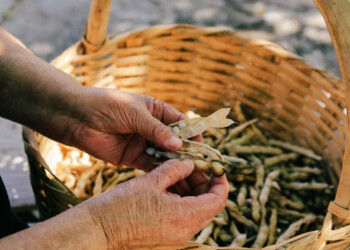 Il fagiolo poverello, in Calabria, è un nuovo Presidio Slow Food