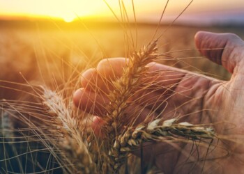 Carrabba: “L’aumento del prezzo non compensa le perdite dovute alla minore resa dei campi”