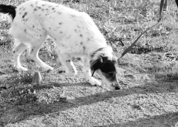 Bocconi avvelenati: a Torino un corso per insegnare le tecniche di indifferenza e rifiuto!